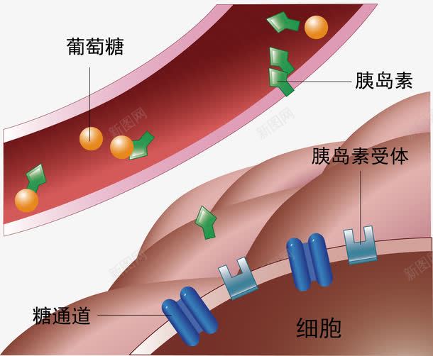 流过血管的葡萄糖png免抠素材_新图网 https://ixintu.com 心血管 细胞 胰岛素 葡萄糖 血管