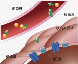 流过血管的葡萄糖素材