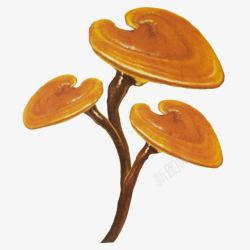 装饰图片灵芝灵芝高清图片