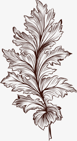 菠菜叶子手绘菠菜叶子精美矢量图高清图片