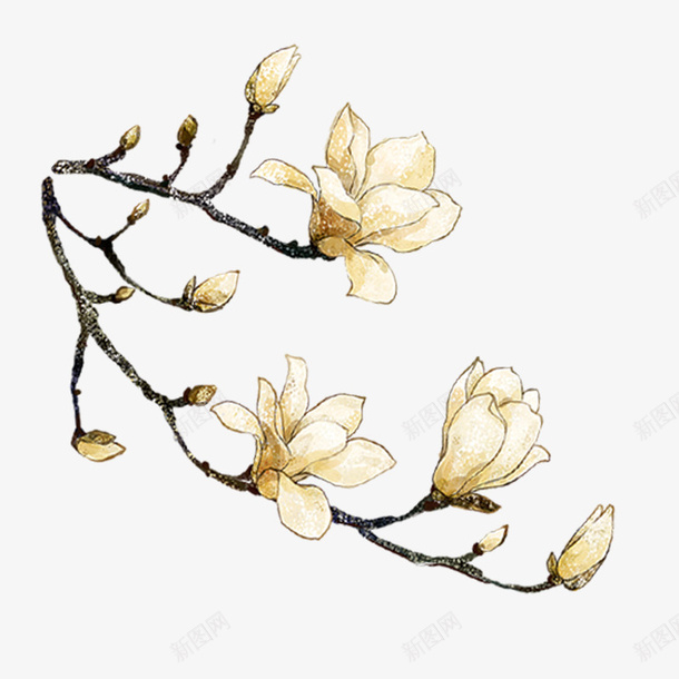 白色富贵花朵元素png免抠素材_新图网 https://ixintu.com 如懿传 富贵 植物 清宫剧 环境 白色 纹理 自然 花朵