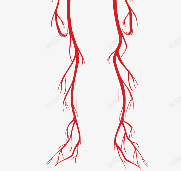 羊颈动脉血管图图片
