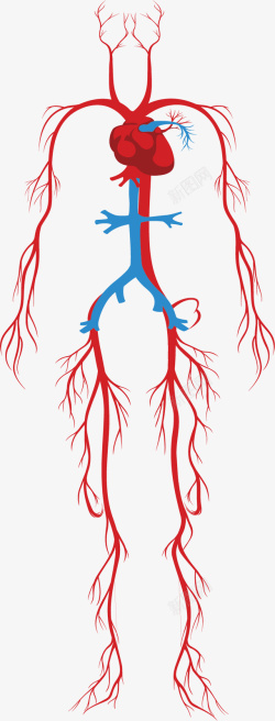 静脉血管人体系统的颈动脉矢量图高清图片
