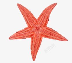 浅红色贝壳扇贝红色海星高清图片