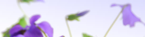 教师节鲜花背景banner创意jpg设计背景_新图网 https://ixintu.com 1920px 老师 背景 节日 蓝色妖姬 鲜花 黑板