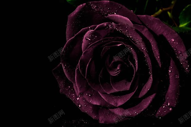 黑色背景紫色神秘花朵jpg设计背景_新图网 https://ixintu.com 神秘 紫色 背景 花朵 黑色