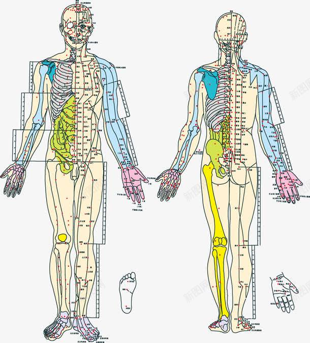 人体经络png免抠素材_新图网 https://ixintu.com 人体 穴位 经络 背部