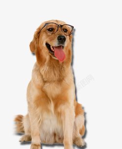 戴眼镜的金毛狗素材
