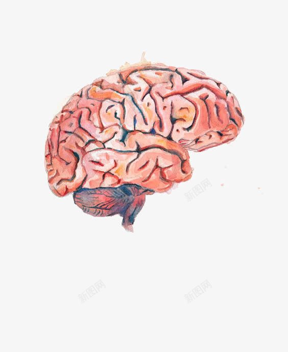 大脑png免抠素材_新图网 https://ixintu.com 动脑 动脑筋 卡通大脑 手绘大脑 脑子 脑浆