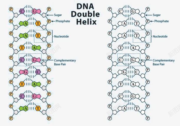 DNA结构向量示意图png免抠素材_新图网 https://ixintu.com DNA DNA结构 示意图