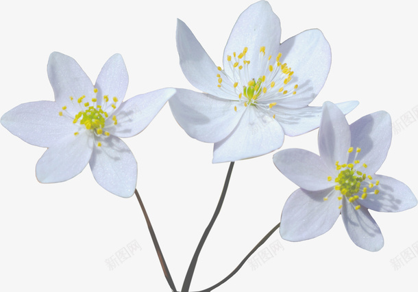 三朵白色的小花psd免抠素材_新图网 https://ixintu.com 小花 植物 白花 装饰
