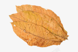 烂叶层叠干燥的干烟叶实物高清图片