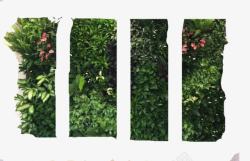 绿植背景墙使植物墙更显美观高清图片