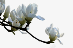 唯美兰花真实白色玉兰花高清图片