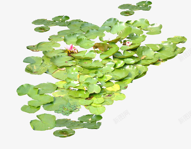 荷叶png免抠素材_新图网 https://ixintu.com 植物 绿色 荷花 莲叶 莲花