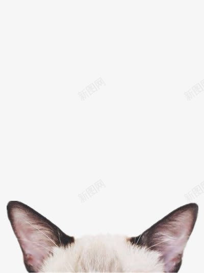 猫耳朵个性png免抠素材_新图网 https://ixintu.com 猫头 猫耳朵 神秘