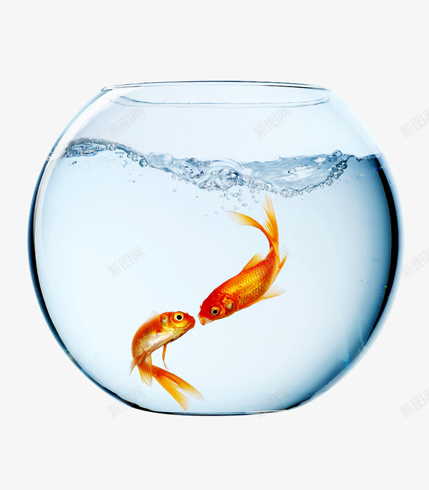 在鱼缸里自由自在的亲吻鱼png免抠素材_新图网 https://ixintu.com 亲吻 亲吻鱼 恋爱 水 玻璃鱼缸 自由自在 蓝色 鱼缸