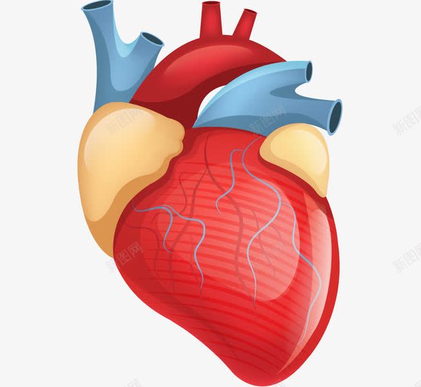 手绘心脏png免抠素材_新图网 https://ixintu.com 器官 心脏 手绘 跳动