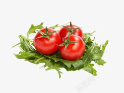 芝麻叶子新鲜芝麻菜和番茄高清图片