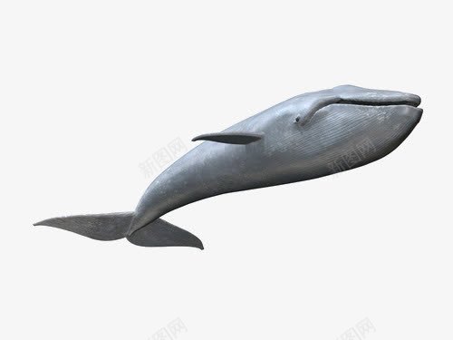 海洋鲸鱼png免抠素材_新图网 https://ixintu.com 大鱼 实物 海洋 海洋动物 鲸鱼