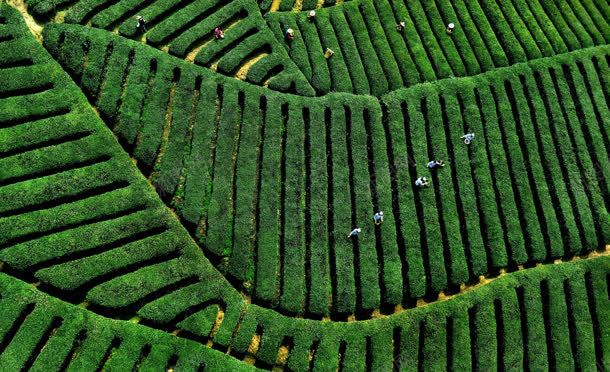 绿色茶园风景背景