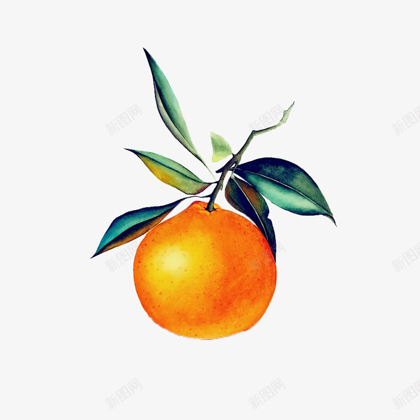 一只带叶子的柑橘绘画图png免抠素材_新图网 https://ixintu.com 一只 写实 带叶子的 手绘 柑橘 柑橘手绘 绘画 绘画图 色彩