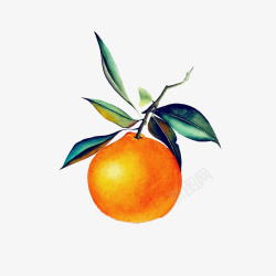 写实色彩一只带叶子的柑橘绘画图高清图片