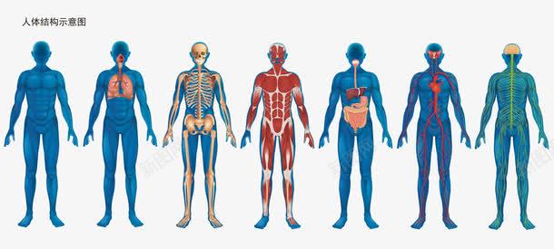 彩色人体结构示意图png免抠素材_新图网 https://ixintu.com 人体结构 人体骨骼 免抠图 彩色人体 效果图 装饰图 装饰画