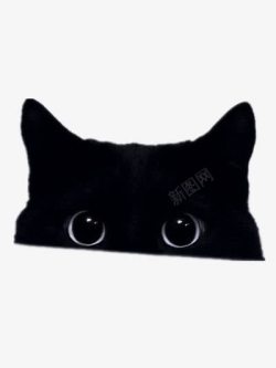 毛茸茸的小动物图片黑猫高清图片
