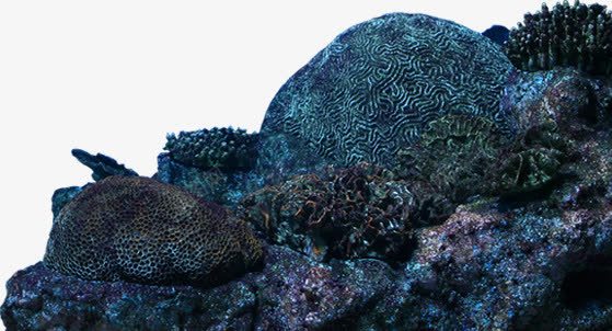 实物拍摄海底石头png免抠素材_新图网 https://ixintu.com 堆石块 实物 拍摄 海底 石头
