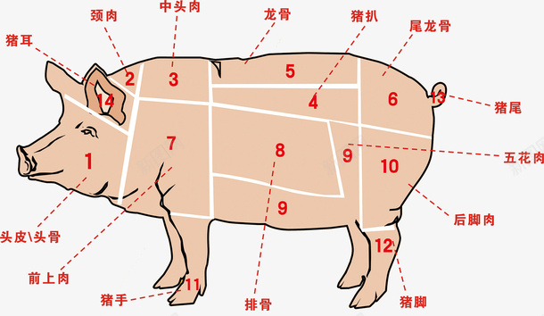 农业畜牧业农家土猪肉分割种类解png免抠素材_新图网 https://ixintu.com 农业 农业畜牧业农家土猪肉分割种类解刨图免费下载 农家土猪 分割解剖图 卡通土猪 猪肉 猪肉分割图 猪肉分类