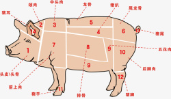 分割猪肉农业畜牧业农家土猪肉分割种类解高清图片