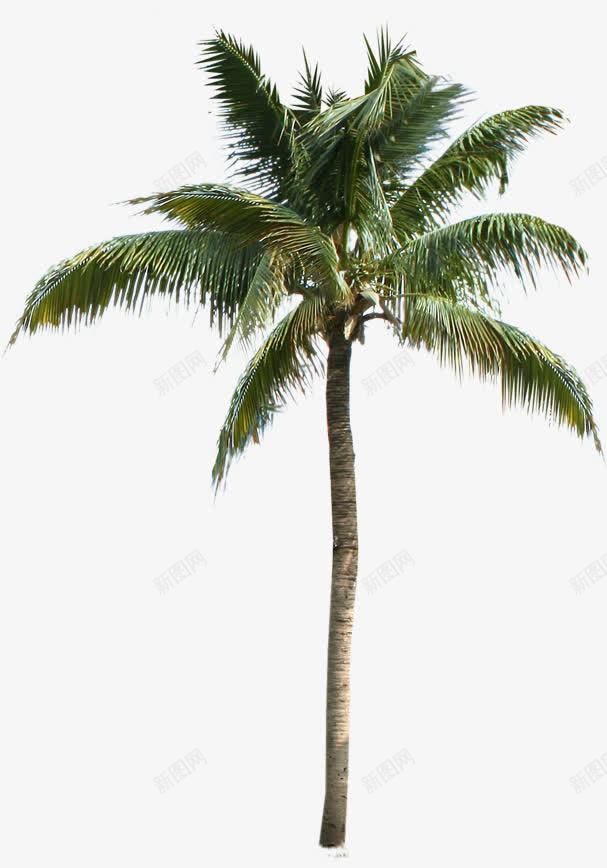 夏日植物海边沙滩植物树木png免抠素材_新图网 https://ixintu.com 夏日 树木 植物 沙滩 海边