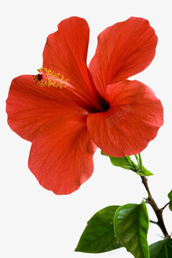 花梗红色植物带花芯的一朵大花实物高清图片
