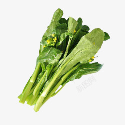 青菜水几根新鲜开花的广东菜心蔬菜插图高清图片