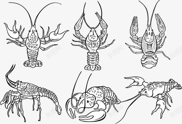 手绘速写龙虾矢量图ai免抠素材_新图网 https://ixintu.com 小龙虾 手绘 海洋生物 速写 矢量图