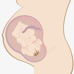 矢量胚胎孕妇肚里的胎儿高清图片