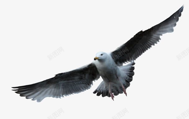 飞来的海鸥png免抠素材_新图网 https://ixintu.com 海鸟 海鸥 空中的鸟 飞行的鸟 鸟