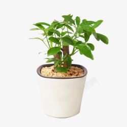 小型盆栽小型鸭脚木盆栽高清图片