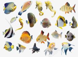 多种动物热带各种鱼高清图片