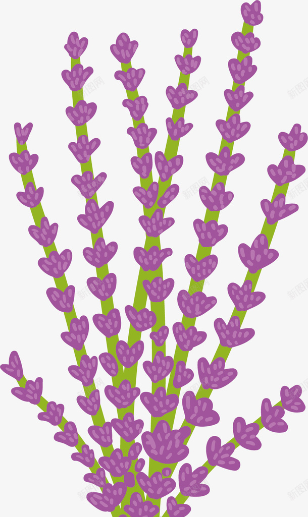 紫色薰衣草花束png免抠素材_新图网 https://ixintu.com 植物 熏衣草 紫色 花卉