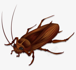 清新虫子卡通可爱小动物装饰动物头像蟑螂高清图片