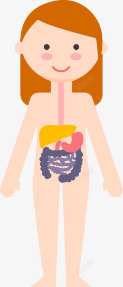 人体内脏系统女子6大人体系统高清图片