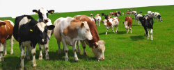 乳牛免扣平面牛群吃草牧场高清图片