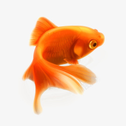 海里动物可爱的金鱼高清图片