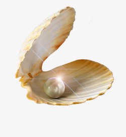 珍珠贝壳孕育明亮素材