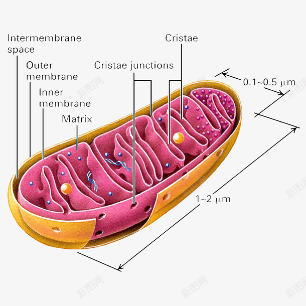 线粒体横截面电脑制图png免抠素材_新图网 https://ixintu.com 剖面图 微生物学 横截面 生物科学 生理学 线粒体 线粒体结构图 高尔基体