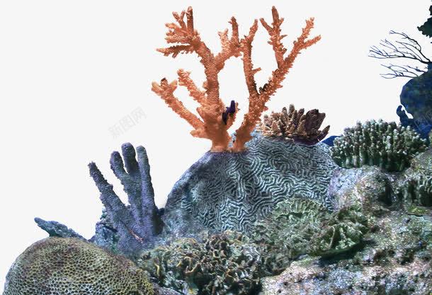 海底珊瑚装饰图案png免抠素材_新图网 https://ixintu.com 免抠PNG 海底 珊瑚 装饰图案