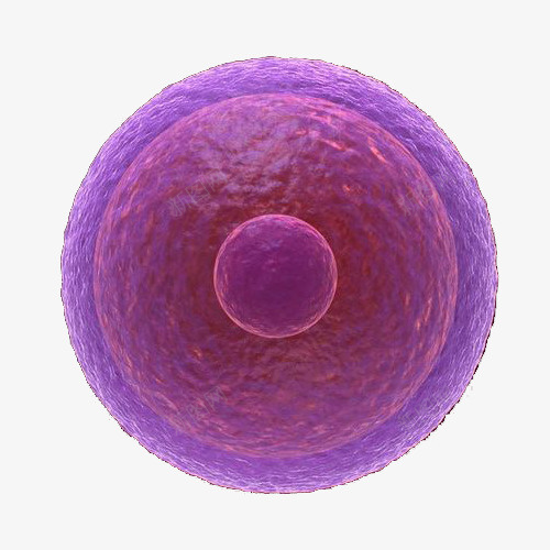 受孕3D立体插画png免抠素材_新图网 https://ixintu.com 卵 受孕3D立体插画 基因 演化 生物学 生育 种子 精子 细胞