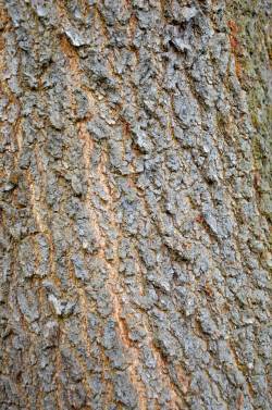 树木材质树皮纹理摄影高清图片
